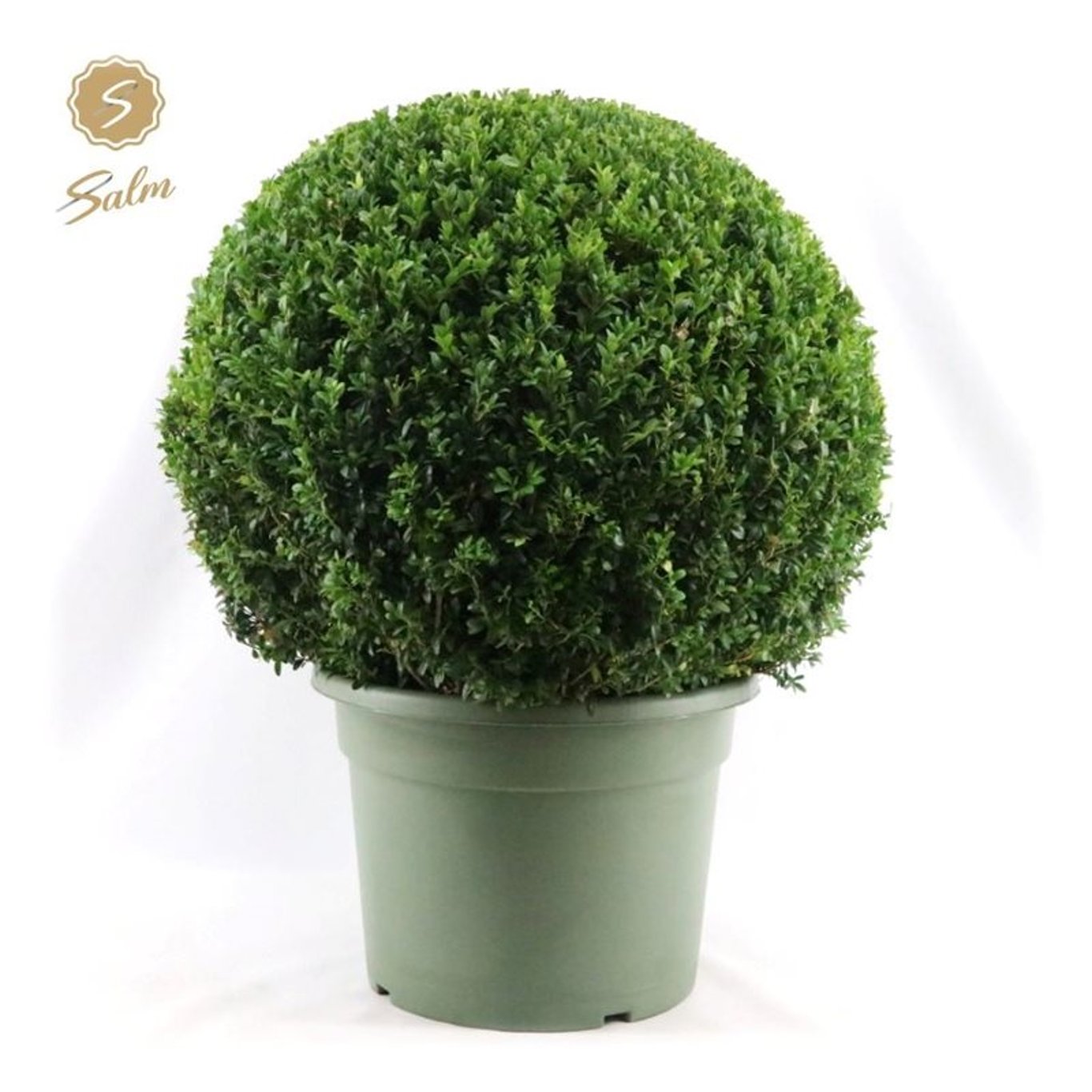 Buxus sempervirens - 60 CM Ball Cont.